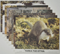 Tarka The Otter <p><a> Set of 8 Original Colour Front Of House Stills / Lobby Cards </i></p>