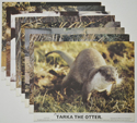 Tarka The Otter <p><a> Set of 8 Original Colour Front Of House Stills / Lobby Cards </i></p>